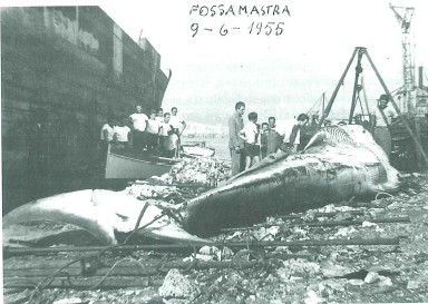 File:LA SPEZIA fossamastra balena.jpg