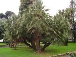 GIARDINI PUBBLICI LA SPEZIA 02.jpg