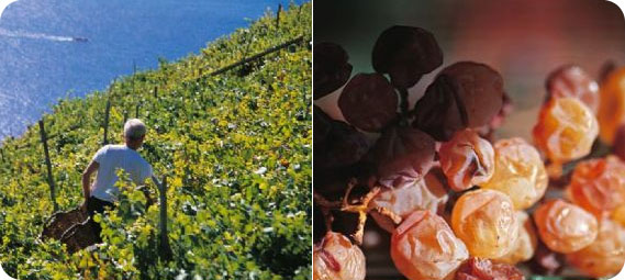 File:CINQUE TERRE SCIACCHETRA' 01.jpg
