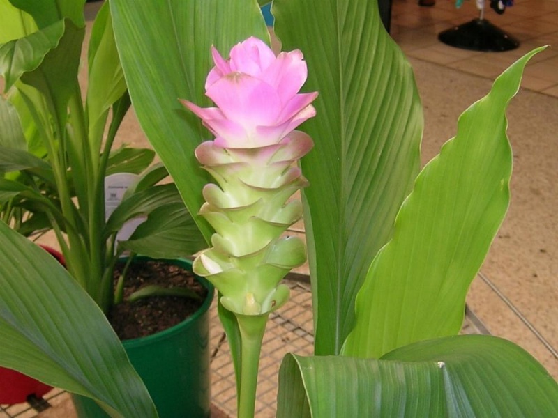 File:Curcuma.jpg